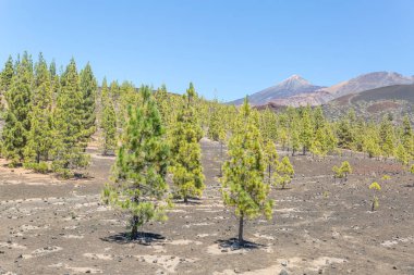 Kanarya pines Teide Milli Parkı'nda. Tenerife. Kanarya Adaları. İspanya 