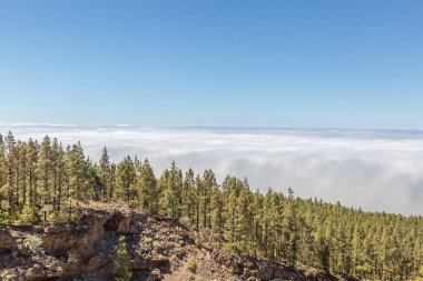 Ada Tenerife, Kanarya Adaları, İspanya'nın Kanarya çam yüzölçümü yanındaki bulutlar deniz olgusunun güzel manzara