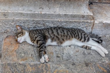 Bir yavru kedi, huzur içinde eski bir sokakta aittir