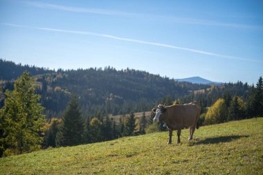 pastoral görünümü güzel sonbahar renkleri ve kar ile sonbaharda Karpat Dağları doruklarına uçlu