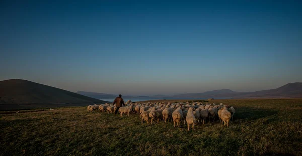Пастух Пасущий Стадо Овец Закате Над Полями Восточной Европы — стоковое фото
