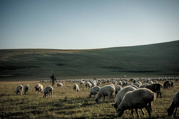 shepherd herding his flock of sheep at sunset
