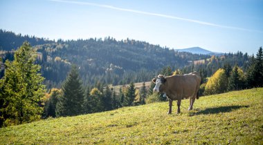 taze yeşil çimenlerin üzerinde otlatma mera inek