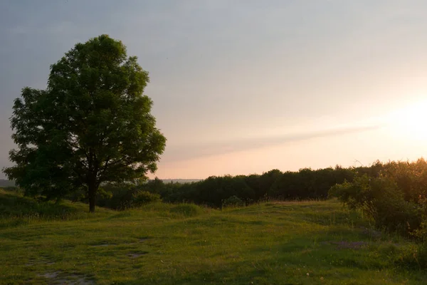 Sonnenuntergang Über Feldern Mit Einem Riesigen Baum Und Grünem Gras — Stockfoto