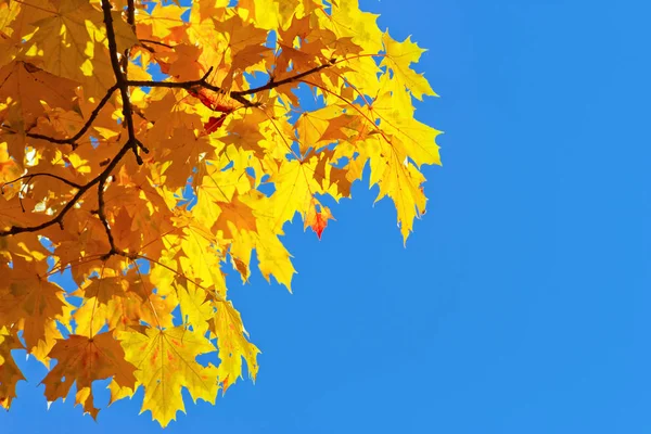 Yellow Autumn Leaves Blue Sky — Stock Photo, Image