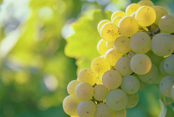 Bunch White Grapes Vine — Stock Photo, Image