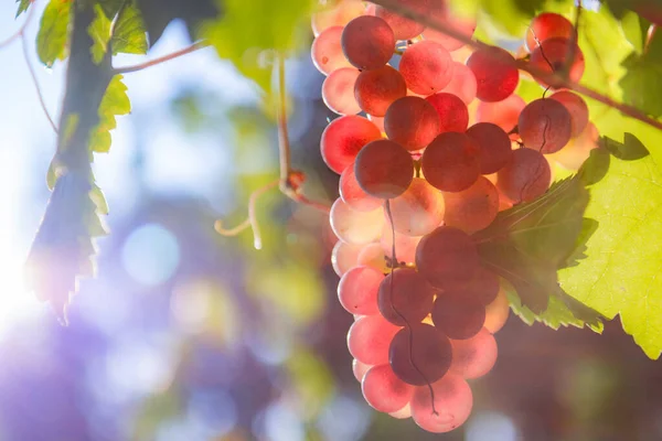 Bunch Pink Grapes — Stock Photo, Image
