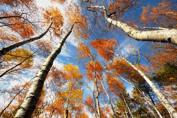 Colorful Autumn Trees Blue Sky — Stock Photo, Image