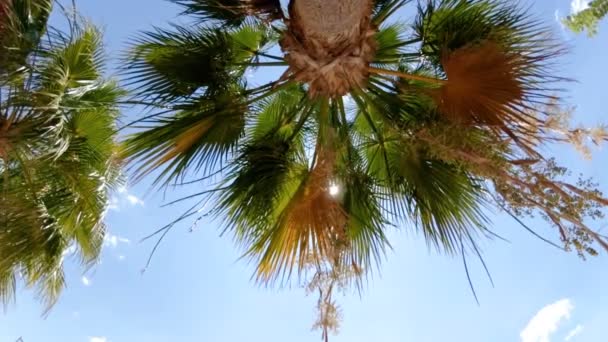 阳光明媚的日子, 海滩上高高的棕榈树的慢动作画面 — 图库视频影像