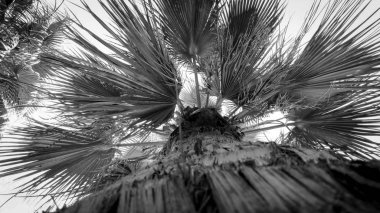 Parlak gökyüzüne karşı yüksek palmiye ağacının siyah beyaz yakın çekim görüntüsü