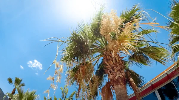 View from the ground on sun shining through green palm leaves at summer day — Stock Photo, Image