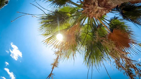 Obraz wysokiej palmy w jasnym, słonecznym dniu przed błękitnym niebem — Zdjęcie stockowe