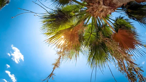 Helles Sonnenlicht, das durch Palmen vor blauem Himmel scheint — Stockfoto
