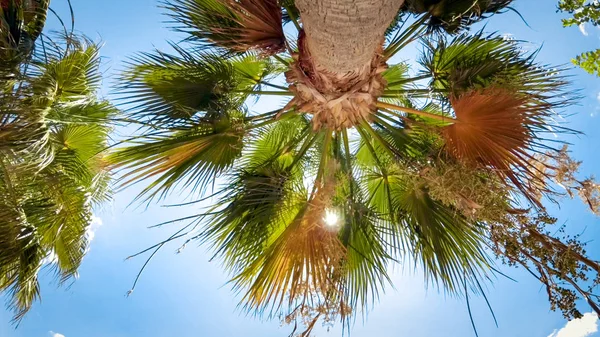 Imagen de sol brillante que brilla a través de hojas de palmera en la playa — Foto de Stock