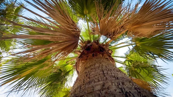 Widok z ziemi na słońcu świeci przez zielone liście palmowe w letni dzień — Zdjęcie stockowe
