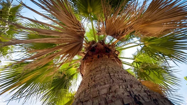 在阳光明媚的日子里，高棕榈树的形象对蓝天 — 图库照片