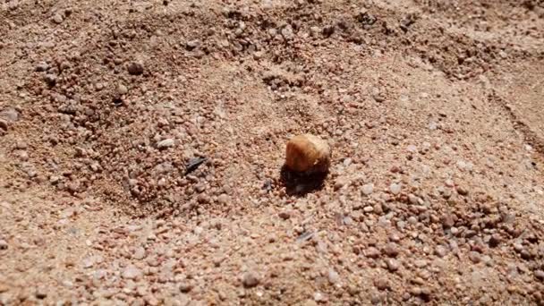 Closeup 4k footage of small crab crawling on hot sand at sea shore — Stock Video