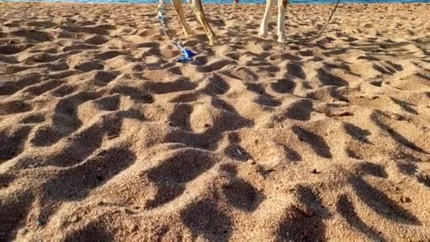 Rekaman 4k panning unta putih yang indah berdiri di atas pasir terhadap laut biru tenang saat matahari terbenam. Tembakan sempurna untuk pariwisata dan perjalanan di Afrika atau negara-negara Timur — Stok Video