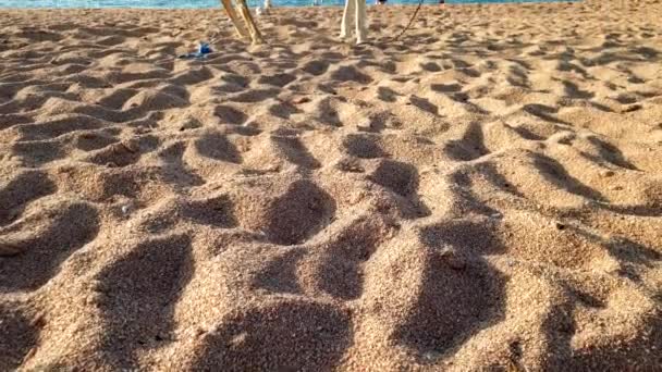 4k filmato della telecamera che si muove lentamente sulla sabbia e rivela cammello bianco in piedi sulla spiaggia — Video Stock
