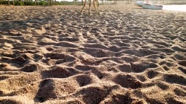4K панорамування кадри красивих білих верблюдах стоячи на піску проти синього спокійного моря на заході. Ідеальний постріл для туризму і подорожей в Африці або країнах Східної — стокове відео