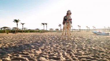 Mısır'da deniz plajında duran güzel beyaz deve 4k panning video. Turistler için plajda geleneksel eğlence