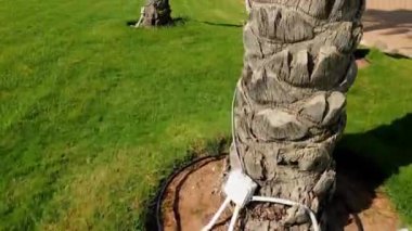 Mavi gökyüzüne karşı parlak güneşli bir günde sahilde yüksek palmiye ağaçlarının 4k kaydırma video