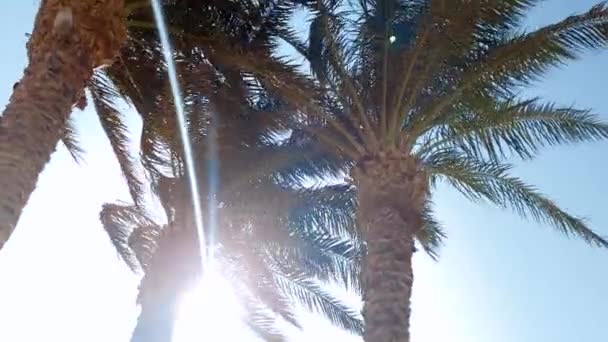4k panoramaté video o vysokých palmových stromech na pláži za jasného slunečného dne proti modrému nebi — Stock video