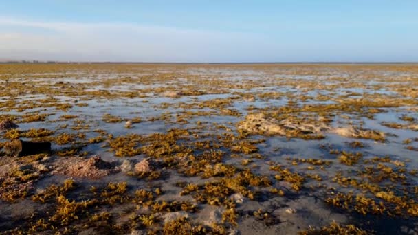 Images 4k de caméra panoramique sur les coraux morts sur la côte de la mer au coucher du soleil — Video