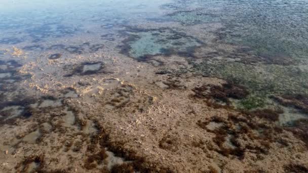 4k відео панорама камери над мертвими коралами і морськими бур'янами на береговій лінії — стокове відео