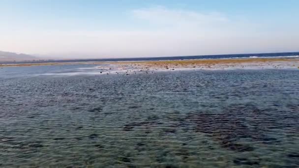 Vidéo 4k de caméra panoramique sur les coraux morts et les mauvaises herbes marines à la côte — Video