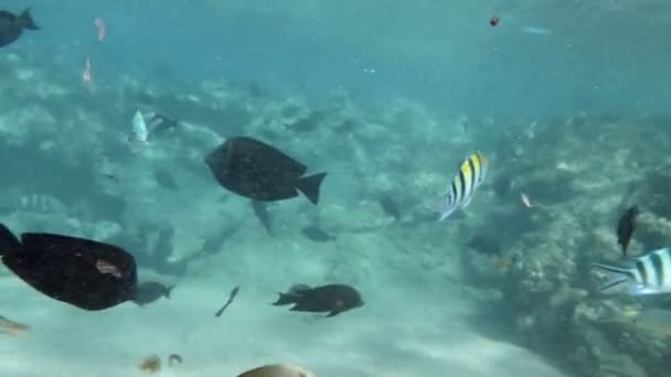 4k vídeo subaquático de belos peixes coloridos no mar vermelho — Vídeo de Stock