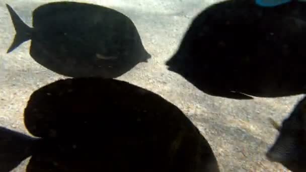 特写 4k 镜头 美丽的五颜六色的鱼游泳附近的沙海海底 — 图库视频影像