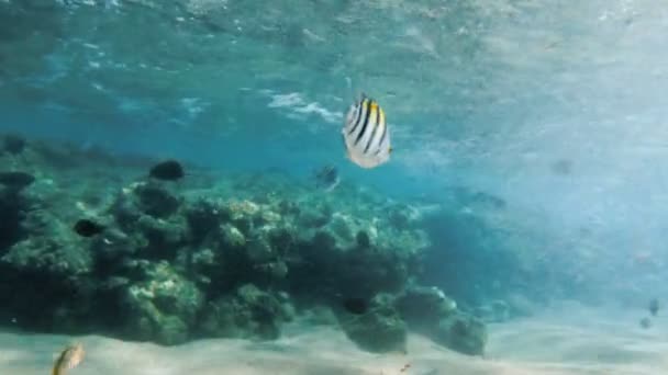 4K πλάνα από τα ψάρια των Κοραλλιών κολύμπι γύρω από νεκρά κοράλλια στην Ερυθρά θάλασσα — Αρχείο Βίντεο