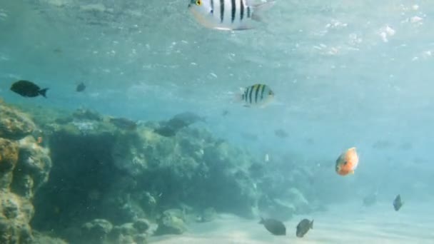 4k vídeo subaquático de belos peixes coloridos no mar vermelho — Vídeo de Stock