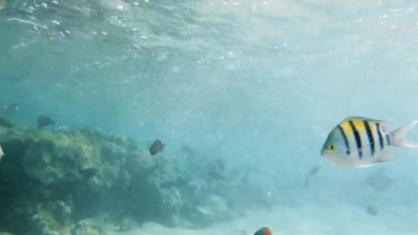 赤い海で死んだサンゴ礁の近くを泳ぐカラフルな魚の浅瀬の4k映像 — ストック動画
