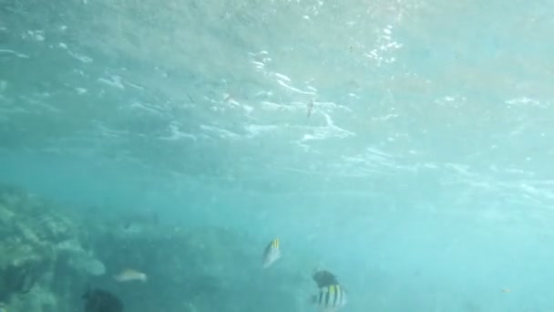 4k vídeo de peixes coloridos nadando em água do mar suja no recife de coral morto — Vídeo de Stock