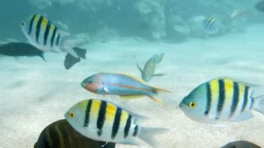 Kızıldeniz'de güzel renkli balıklar 4k sualtı video