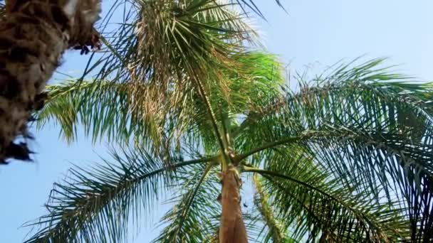 4k-Video einer schönen hohen Palme vor blauem Himmel auf tropischer Insel — Stockvideo