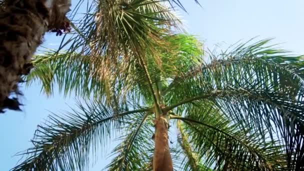Filmagem 4k de olhar do chão em altas palmeiras growin na ilha tropical — Vídeo de Stock