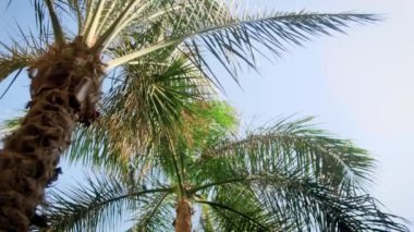 Tropikal adada sakin rüzgarsız bir günde yüksek palmiye 4k görüntüleri