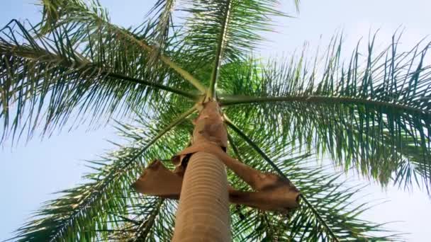 4k video of beautiful high palm tree against blue sky on tropical island — Stock Video