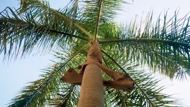 4k footage of looking from the ground on high palm trees growin on tropical island — Stock Video