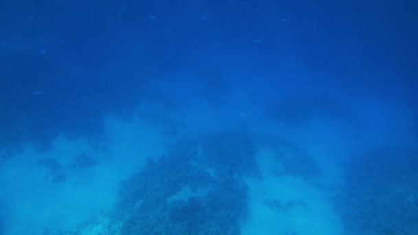 4k belle vidéo de poissons nageant autour des coraux en mer rouge. École et haut-fond d'habitants sous-marins dans l'océan . — Video