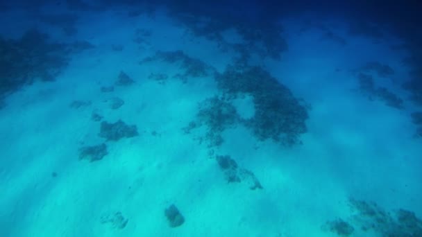 4k câmera lenta vídeo subaquático de natação sobre corais mortos no fundo do mar . — Vídeo de Stock