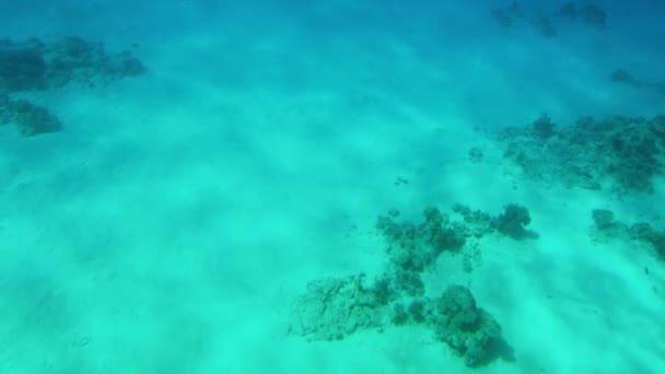 4k video of beautiful coral reefs on the sea bottom. Colorful fishes swimming around — Stock Video