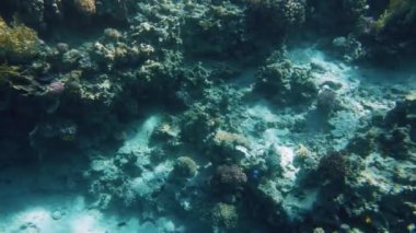 Üzerinde büyüyen anemonlar ve deniz yosunları ve etrafında yüzen renkli balıklar ile mercan resifi 4k güzel sualtı video