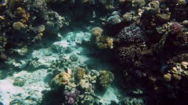 Kızıldeniz'deki güzel mercan resifinin 4k görüntüleri. İnanılmaz sualtı yaşamı