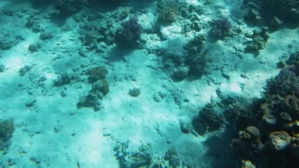 Удивительное подводное 4k видео подводной жизни вокруг кораллового рифа. Красивая природа Красного моря — стоковое видео
