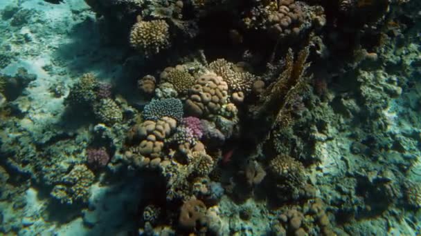 4K vacker video av fiskar som simmar runt koraller i Röda havet. Skola och stim av undervattens invånare i havet. — Stockvideo