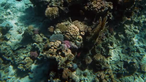 4k hermoso video de peces nadando alrededor de corales en el mar rojo. Escuela y banco de habitantes submarinos en el océano . — Vídeo de stock